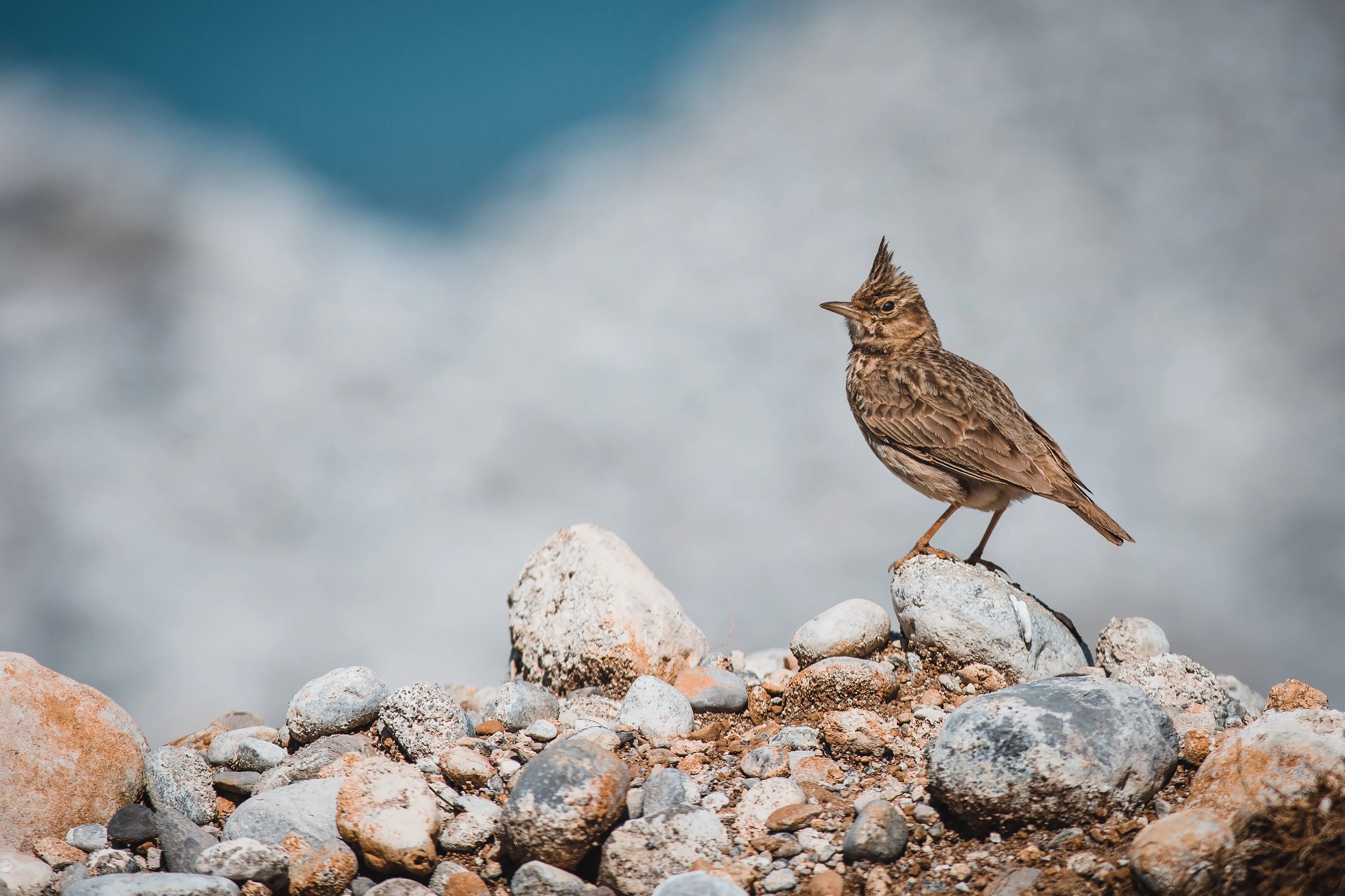 Crested Lark with raised crest standing among pale stones